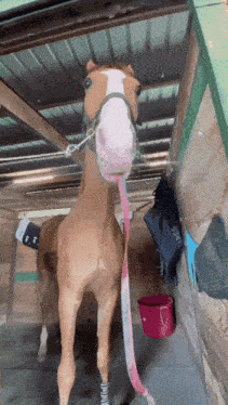 Horses are like big dogs in the fields
